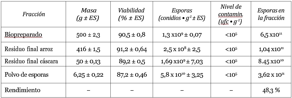 Separación por lecho fluidizado de esporas de T. harzianum del sustrato compuesto por grano de arroz descascarado y partido mezclado con cáscara de arroz (biopreparado B) sin moler