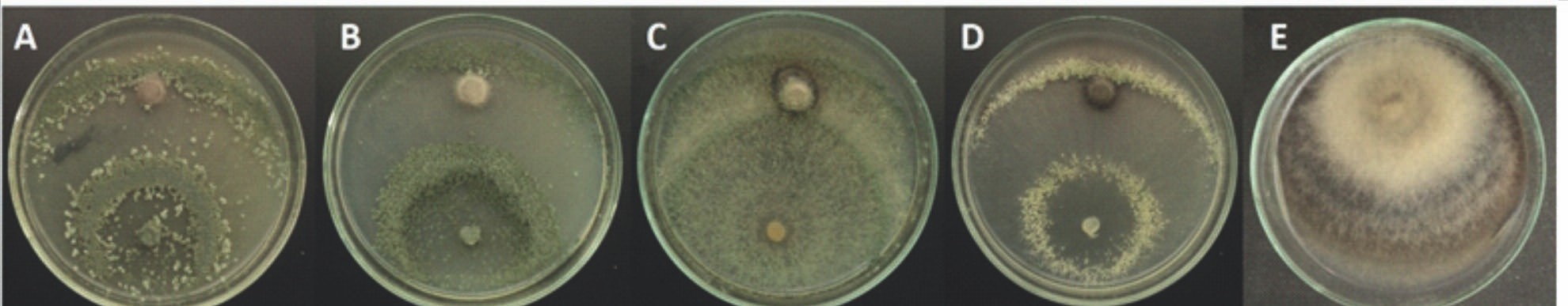Cultivo dual in vitro de C. cassiicola y aislados de Trichoderma spp. a los 10 días.