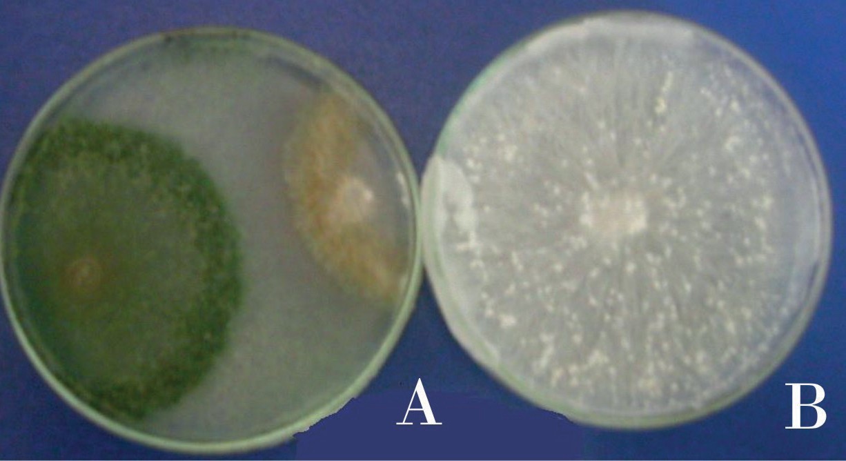 Cultivo dual de Trichoderma spp. T-916 con S. rolfsii Sr. A: Interacción T-916 con el fitopatógeno. B: S. rolfsii Sr.
