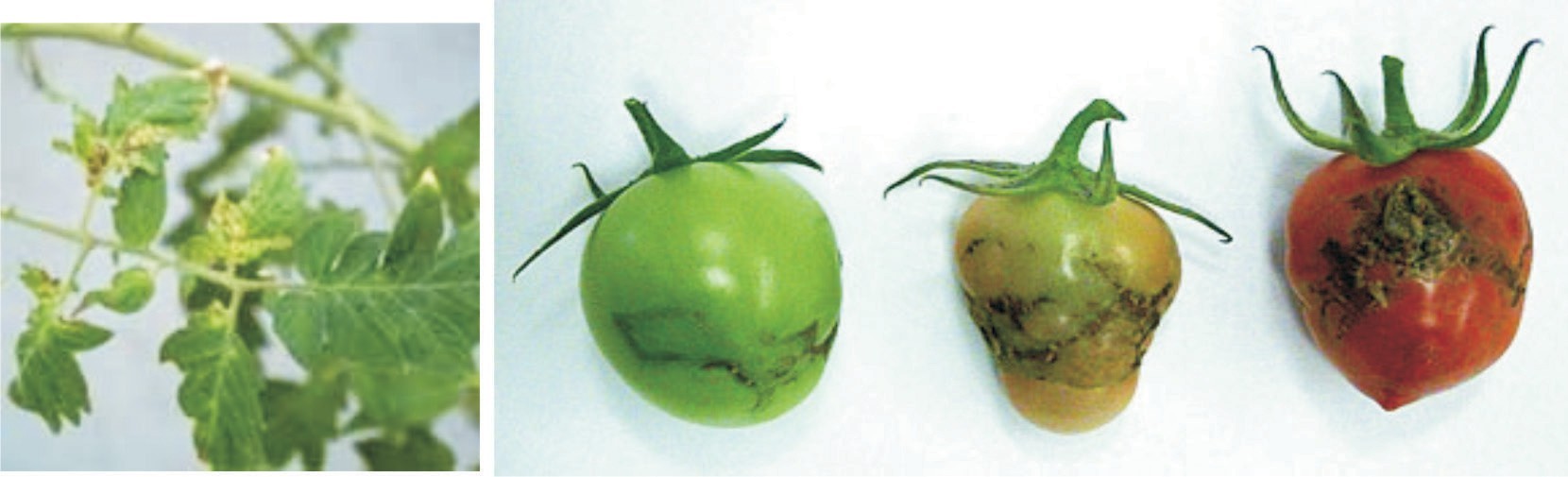 Frutos de tomate con zonas necróticas causadas por ToMarV (Wageningen University and Research Centre).