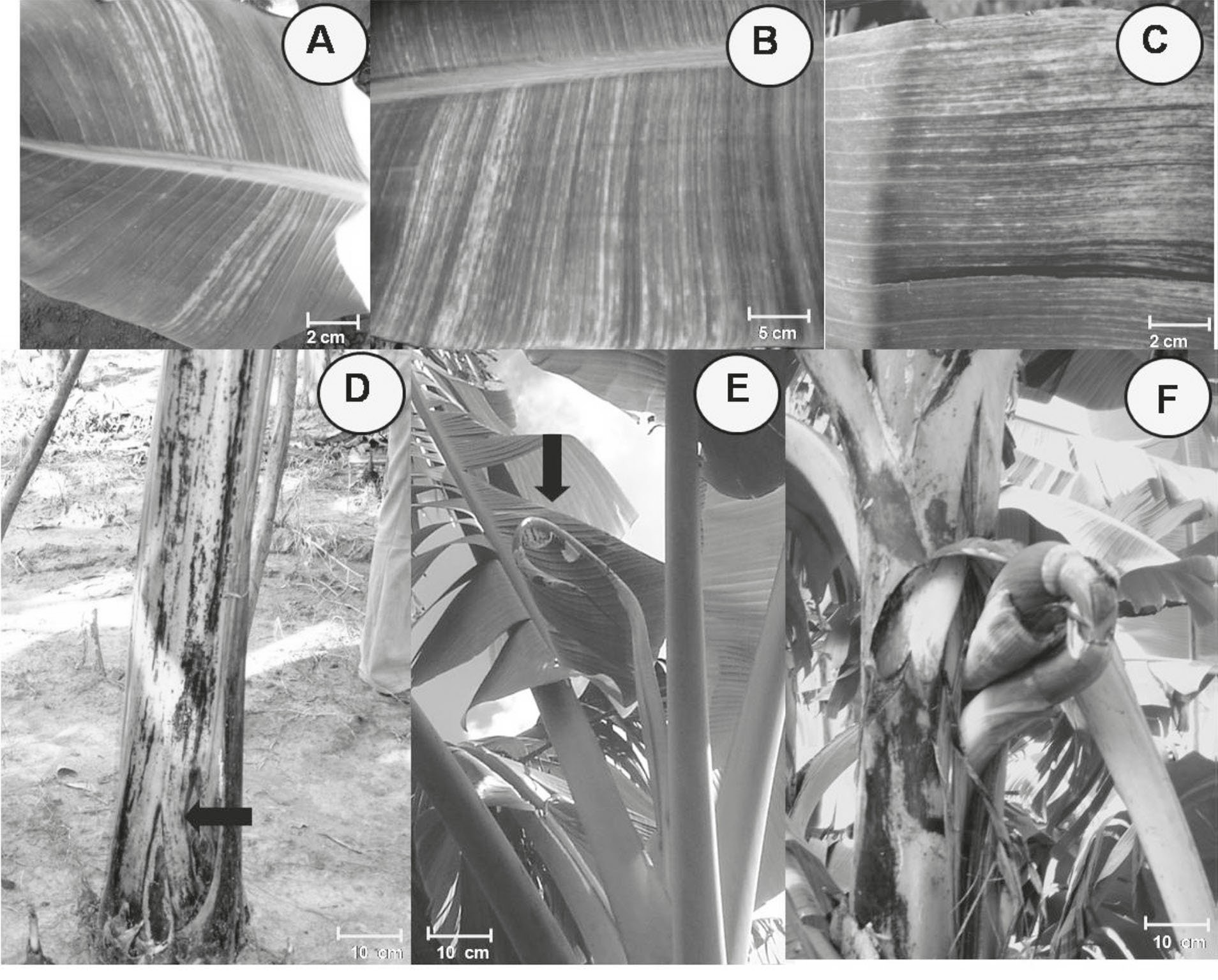 Síntomas de BSV observados en Cuba. A-C: Rayado clorótico discontinuo en hojas de los cultivares CEMSA ¾ (AAB), Güira de Melena (A) FHIA 18, Güira de Melena (B), FHIA 21(AAAB), Rancho Luna, Cienfuegos (C); D, F y G: Síntomas de rajadura en la base del pseudotallo, necrosis de la hoja cigarro y aborto de la inflorescencia del cultivar FHIA 21, respectivamente, observados en Los Palacios, Pinar del Río.