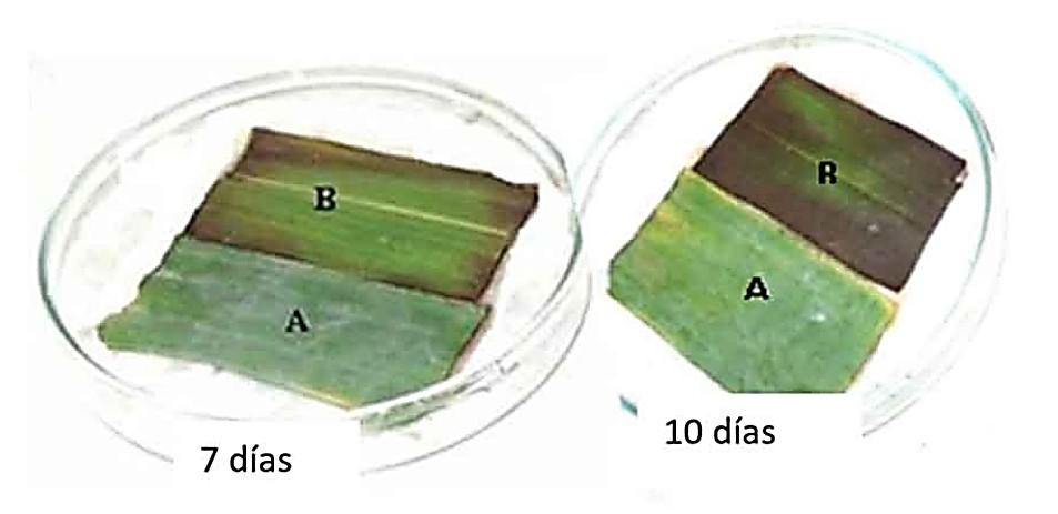 Módulo experimental para la preferencia de R. indica en hojas de plátano (A) y de palma de jardín (B), a los 7 días y necrosis foliar en B a los 10).