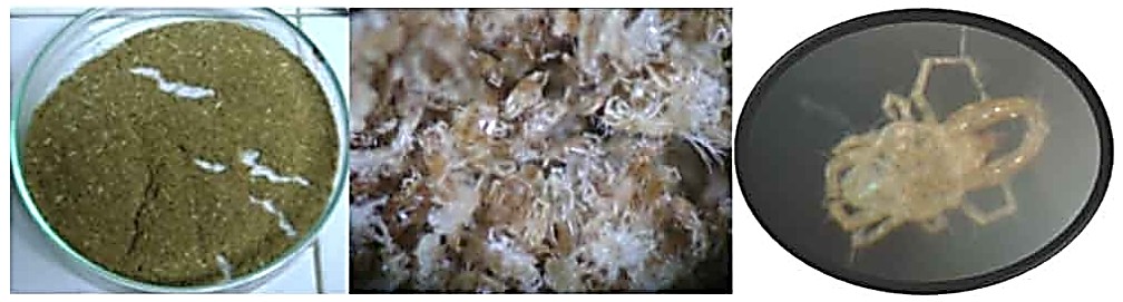 Colecta de C. malaccensis detectados en las muestras de trigo proveniente de los silos