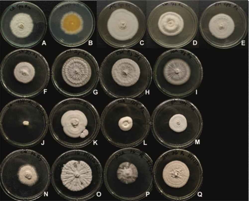 Morfología de las colonias de los aislados de Beauveria en diferentes medios de cultivo a los 10 días de crecimiento. LBb-Cp2: A-CDA, B-CDA reverso, C-MC, D-SDA, E-MEA; LBb-IIIf: F-CDA, G-MC, H-SDA, I-MEA; LBb-1234: J-CDA, K-MC, L-SDA, M-MEA; LBb-76: N-CDA, O-MC, P-SDA, Q-MEA.