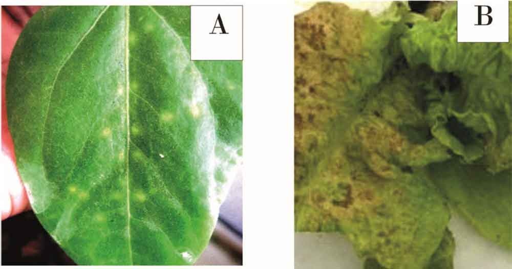 Síntomas en habichuela y lechuga, causados por TCSV. A) Lesiones locales cloróticas en hojas de Vigna spp. B) Necrosis en hojas de lechuga.