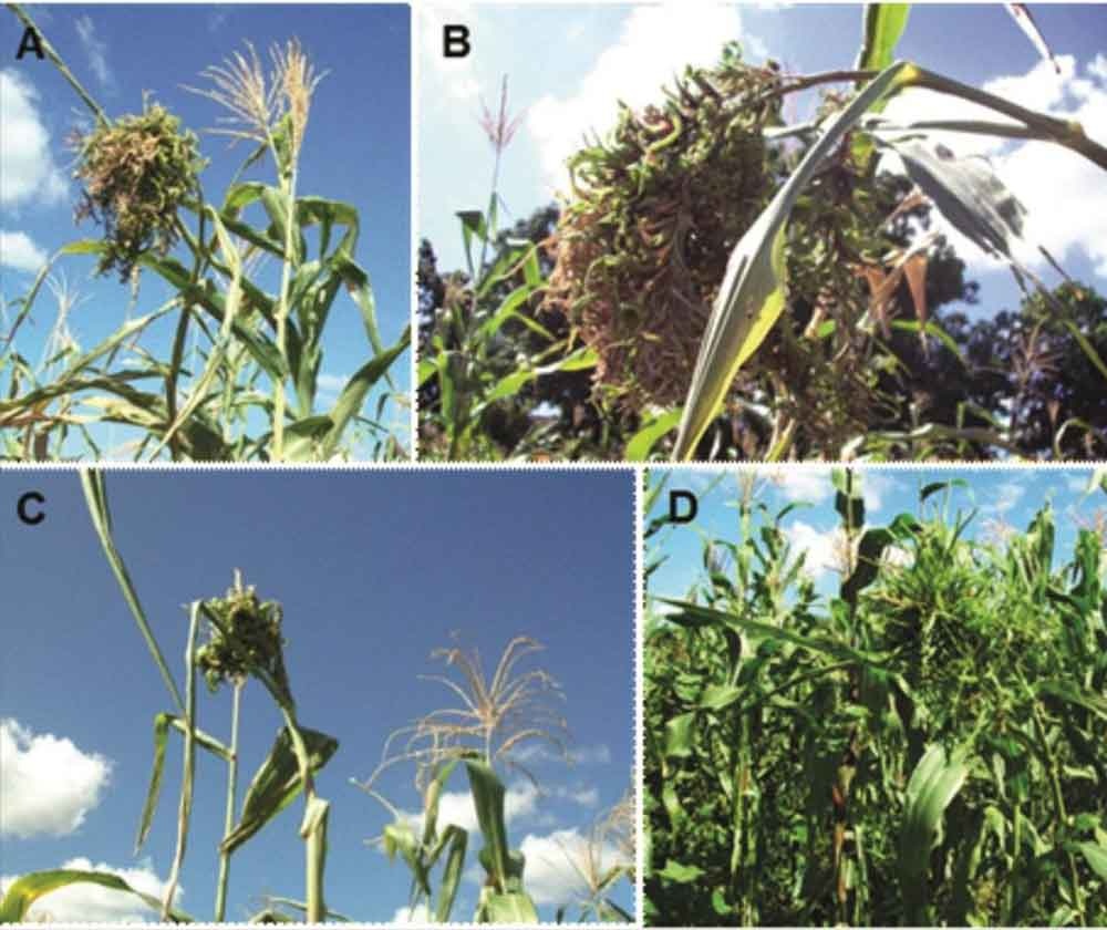 Síntomas de la cabeza loca del maíz detectados en campo.