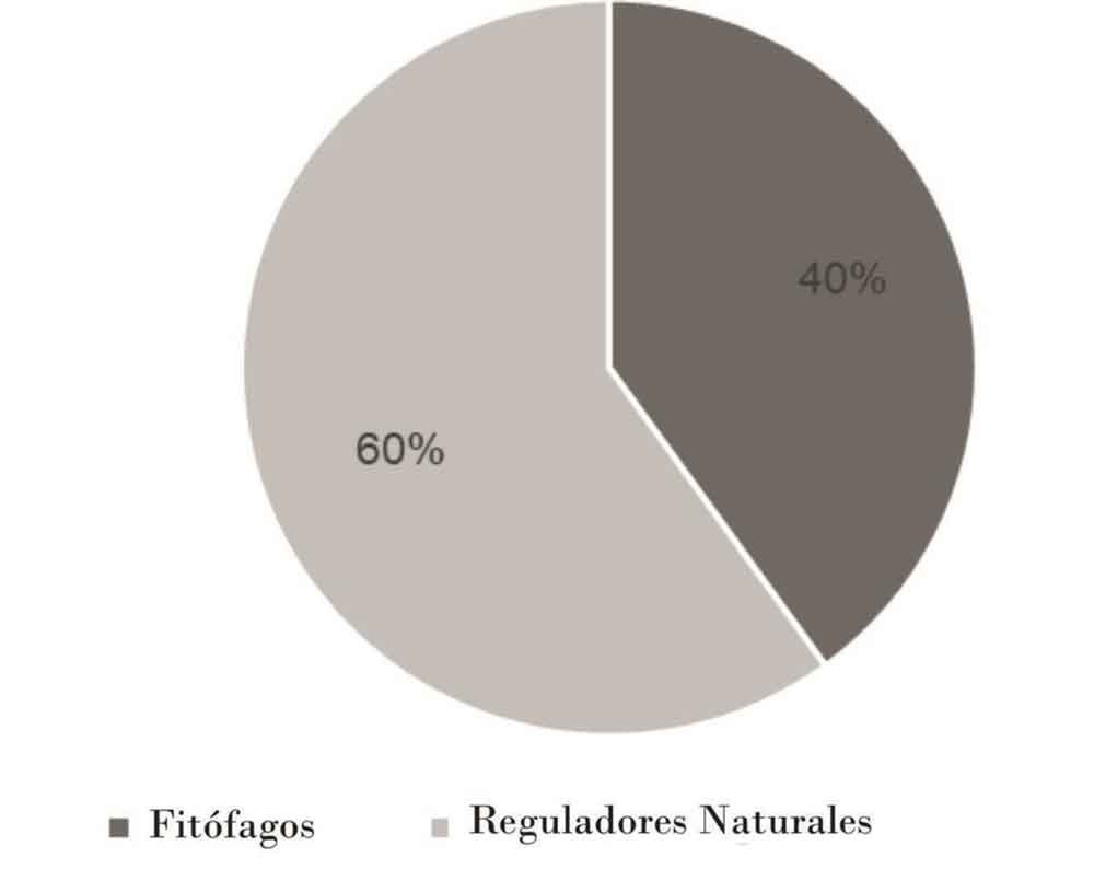 Porcentaje de fitófagos y reguladores naturales en la asociación col-zanahoria.