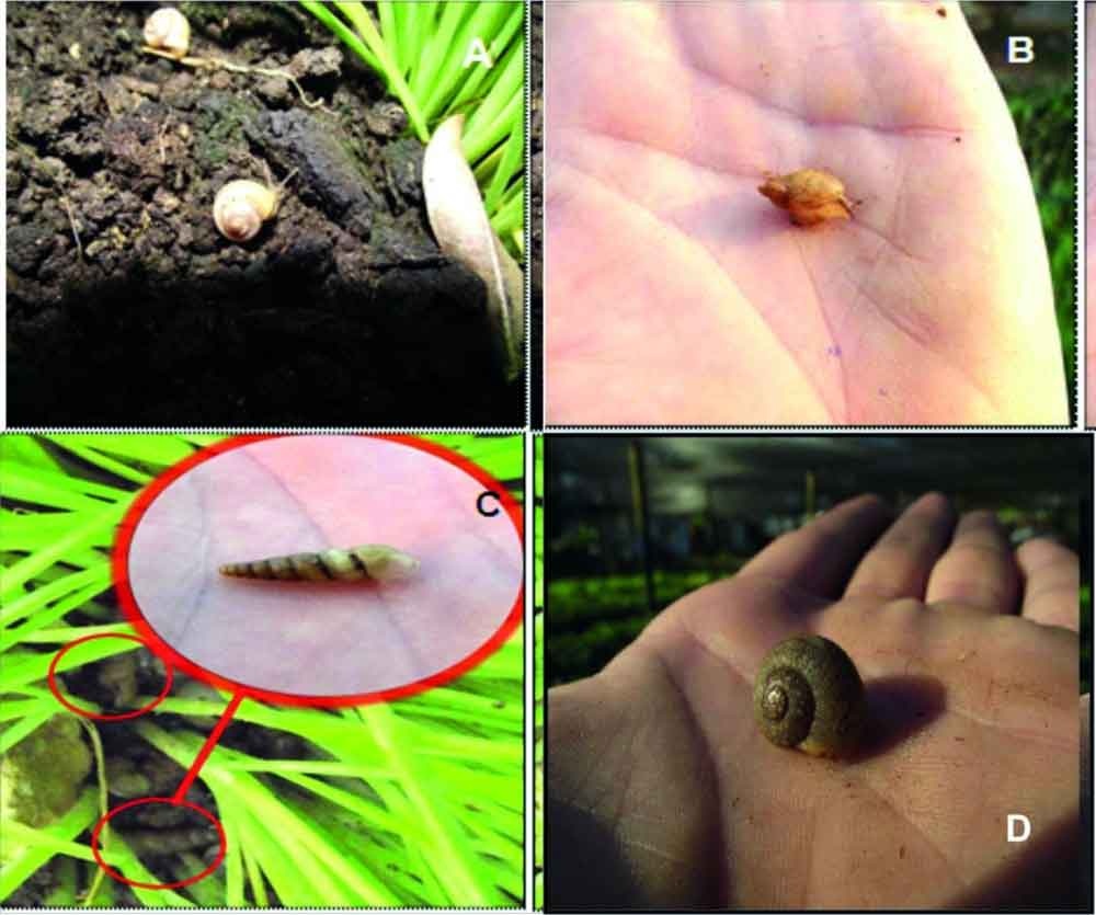 A) Praticolella griseola (Pfeiffer, 1841), B) Succinea sp., C) Subulina octona (Bruguiére, 1792), D) Zachrysia auricoma (Férussac, 1822).
